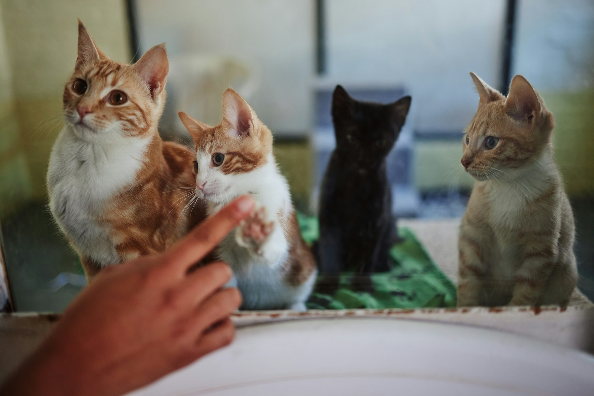 Cat, adoption and animal shelter with a hand on a pet store window choosing a feline to rescue. Cha