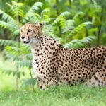 Cheetah in a clearing