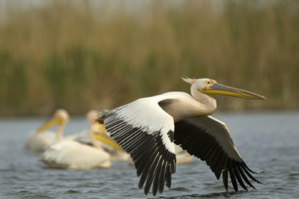 Great White Pelicans (Pelecanus onocrotalus), Danube Delta, Romania