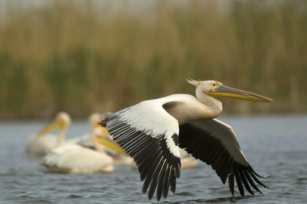 Great White Pelicans (Pelecanus onocrotalus), Danube Delta, Romania